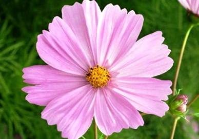 Pinkie Cosmos, 100 Seeds Per Packet