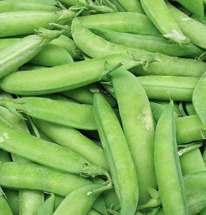 Wando Garden Pea, 50 Heirloom Seeds Per Packet, Non GMO Seeds