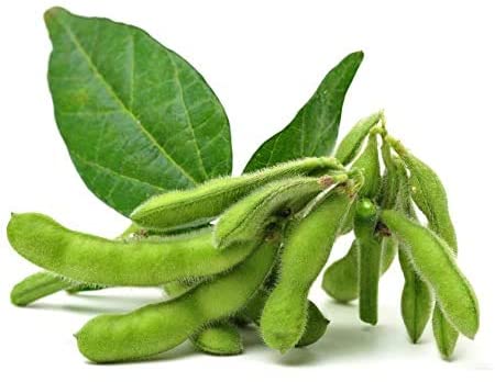 Midori Giant Edamame Soybean