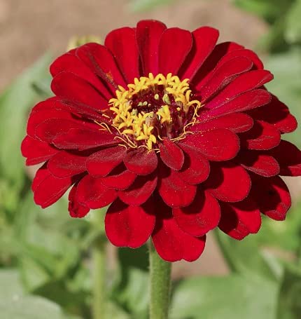 Merlot Zinnia Mix