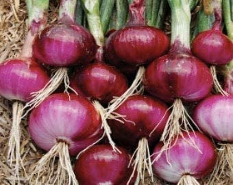 Red Shortday Burgandy Onion, 300 Heirloom Seeds Per Packet, Non GMO Seeds