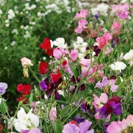 Bijou Mix Sweet Pea Flower, 25 Flower Seeds Per Packet