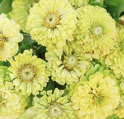 Envy Zinnia Flower