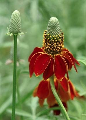 Dwarf Red Coneflower, 500 Seeds Per Packet