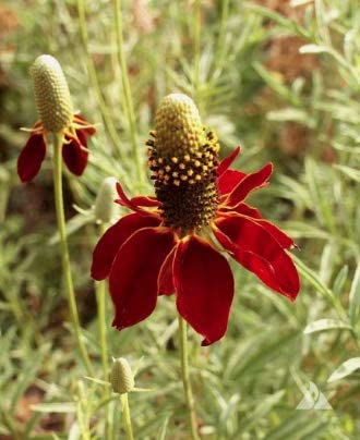 Dwarf Red Coneflower, 500 Seeds Per Packet