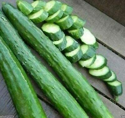 Armenian Dark Green Slicing Cucumber