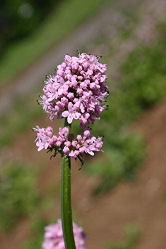 Sea Blush Flowers, 100 Seeds Per Packet, Non GMO Seeds