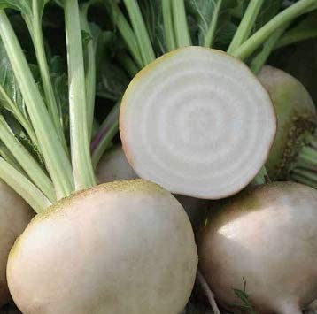 White Detroit Beet, 100 Heirloom Seeds Per Packet, Non GMO Seeds