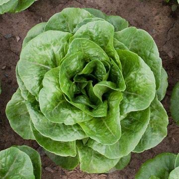 Winter Density Lettuce, 1000 Heirloom Seeds Per Packet, Non GMO Seeds