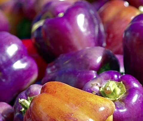 Sweet Lilac Bell Pepper