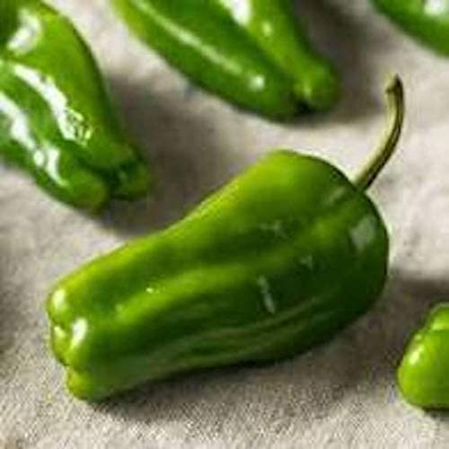 Sweet Cascaduro Pepper