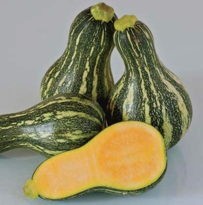 Green Striped Cushaw Pumpkin, 25 Heirloom Seeds Per Packet, Non GMO Seeds