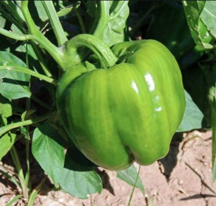 California Wonder 300 TMR Bell Pepper, 100 Heirloom Seeds Per Packet, Non GMO Seeds