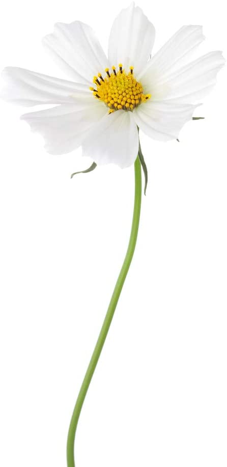 Cosmos Bipinnatus Dwarf White, 100 Seeds Per Packet, Non GMO Seeds