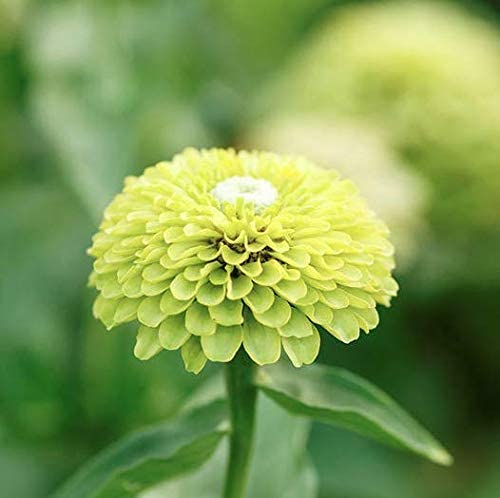 Envy Zinnia Flower