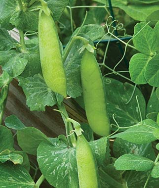 Wando Garden Pea, 50 Heirloom Seeds Per Packet, Non GMO Seeds