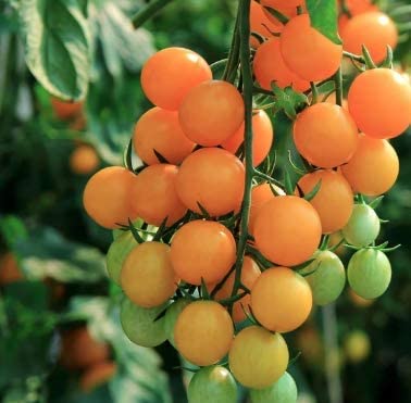 Gold Nugget Cherry Tomato, 25 Heirloom Seeds Per Packet, Non GMO Seeds