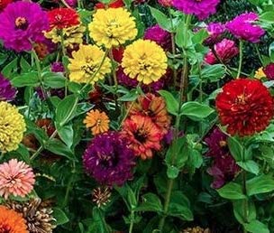 Zinnia Button Box Mix