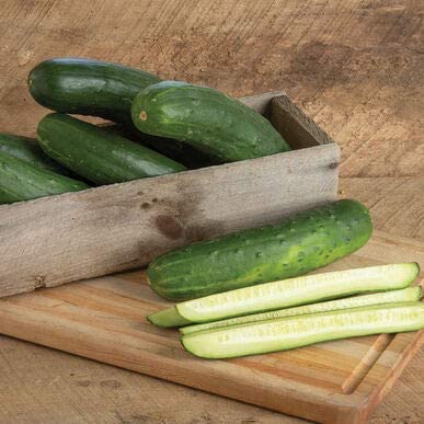 Bristol Cucumber, 25 Heirloom Seeds Per Packet, Non GMO Seeds