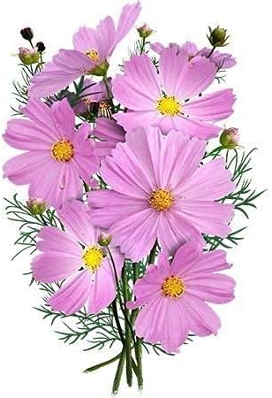 Pinkie Cosmos, 100 Seeds Per Packet