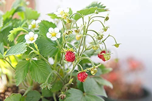 Woodland Wild Strawberry