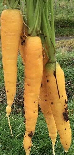Yellowstone Pelleted Carrot, 100 Heirloom Seeds Per Packet, Non GMO Seeds