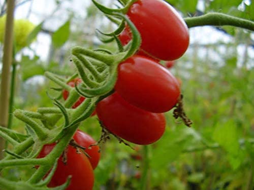 Sugar Plum F1 Hybrid Tomato