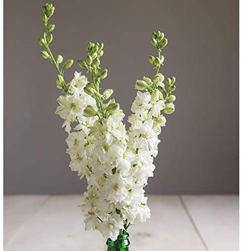 Rocket Larkspur White, 250 Seeds Per Packet