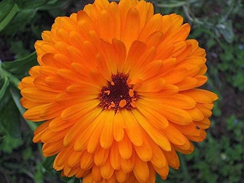 Calendula Orange Pacific Beauty, 250 Seeds Per Packet, Non GMO Seeds