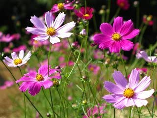 Cosmos Sensation Mix, 100 Seeds Per Packet, Non GMO Seeds