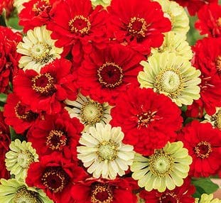 Zinnia Seeds Christmas in July Mix