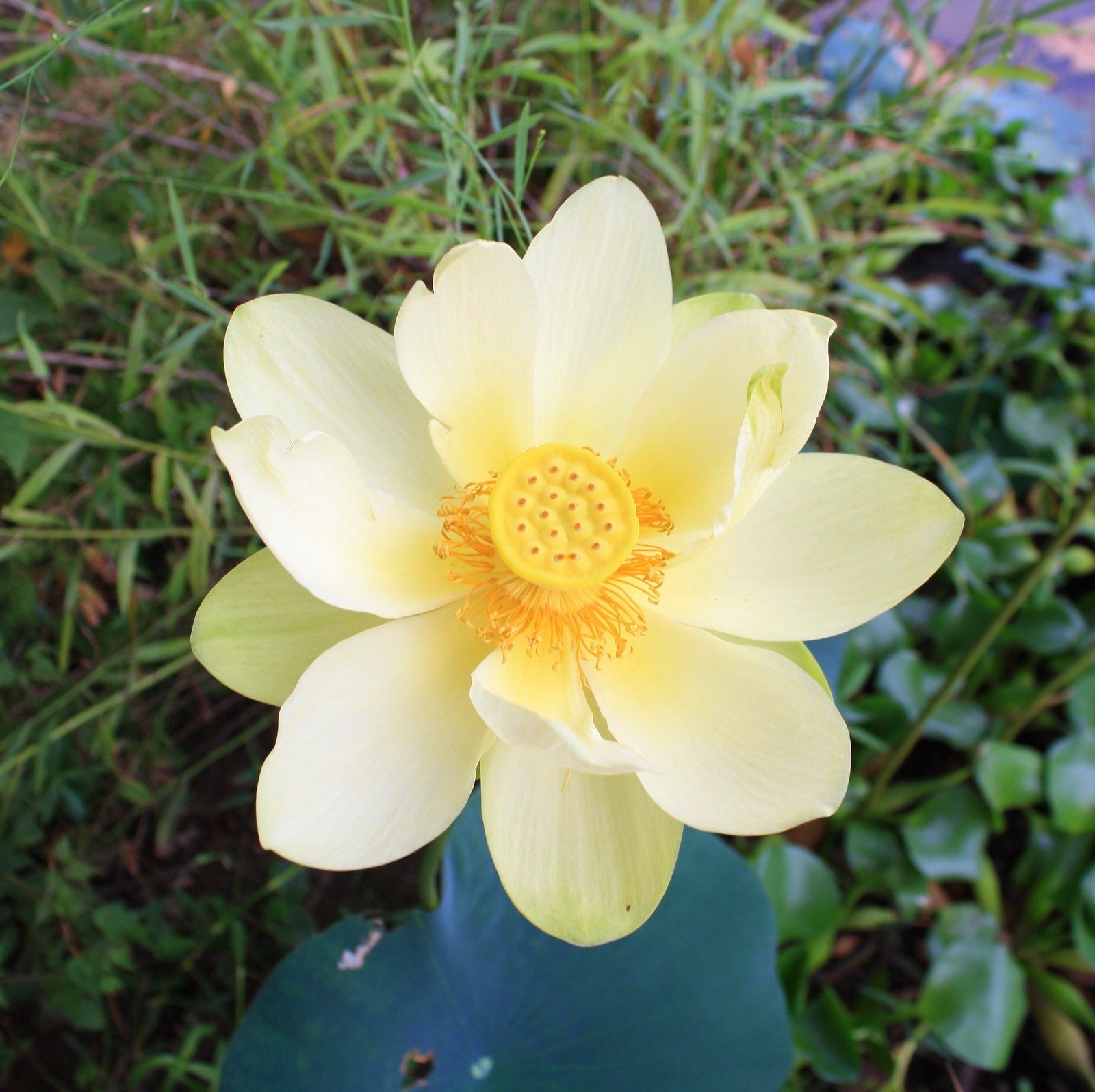 where to buy lotus flower seeds American Lotus Aquatic Flower, 2 Seeds Per Packet