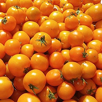 Golden Jubilee Heirloom Tomato, 100 Seeds Per Packet, Non GMO Seeds, Botanical Name: Solanum lycopersicum