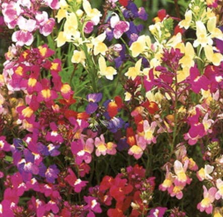 Fairy Bouquet Snapdragon
