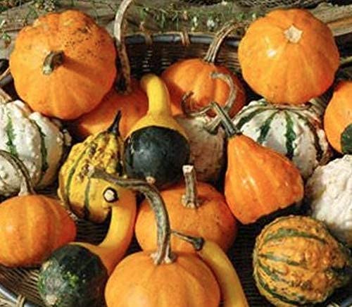 Small Gourd Mix