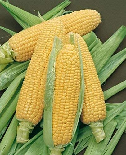 Incredible Sweet Yellow Corn, 75+ Heirloom Seeds Per Packet, Non GMO Seeds, Botanical Name: Zea Mays