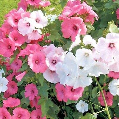 Rose Mallow Dwarf Mix, 100 Seeds Per Packet, Non GMO Seeds