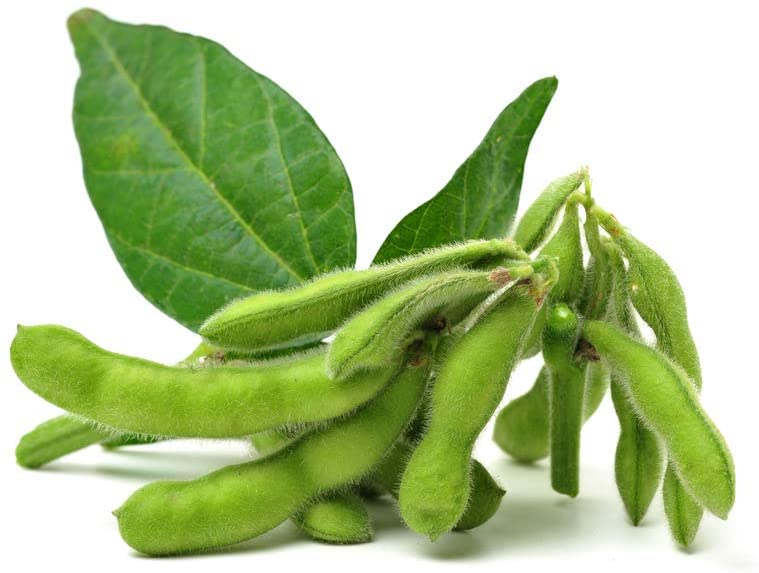 Soybeans, 25 Heirloom Seeds Per Packet, Non GMO Seeds