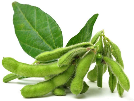 Soybeans, 25 Heirloom Seeds Per Packet, Non GMO Seeds