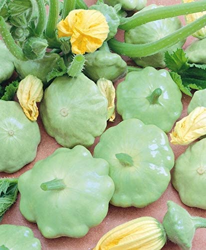 Bennings Green Tint Summer Squash, 30 Heirloom Seeds Per Packet, Non GMO Seeds