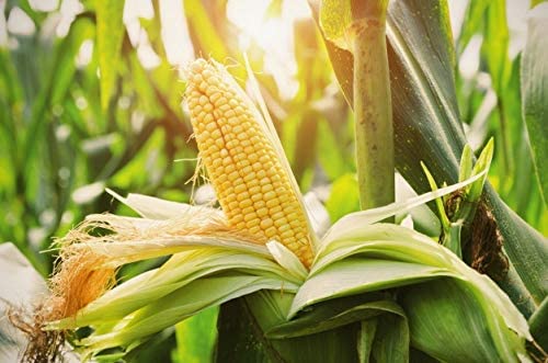 "Top Hat" Yellow Sweet Corn Seeds, 25+ Seeds Per Packet, Isla's Garden Seeds , Non GMO & Heirloom Seeds, Botanical Name: Zea mays