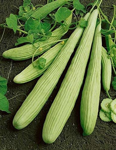 Armenian Pale Green Slicing Cucumber