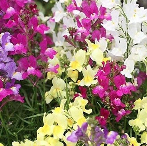 Fairy Bouquet Snapdragon
