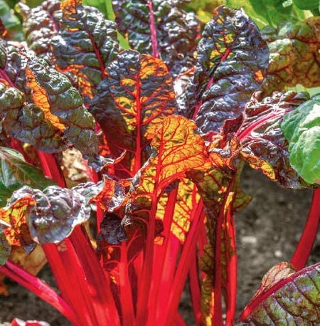 Ruby Red Swiss Chard, 300 Heirloom Seeds Per Packet, Non GMO Seeds