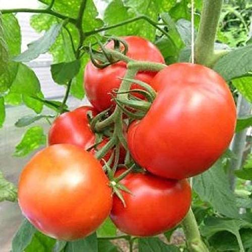 Rutgers Tomato, 100 Heirloom Seeds Per Packet, Non GMO Seeds