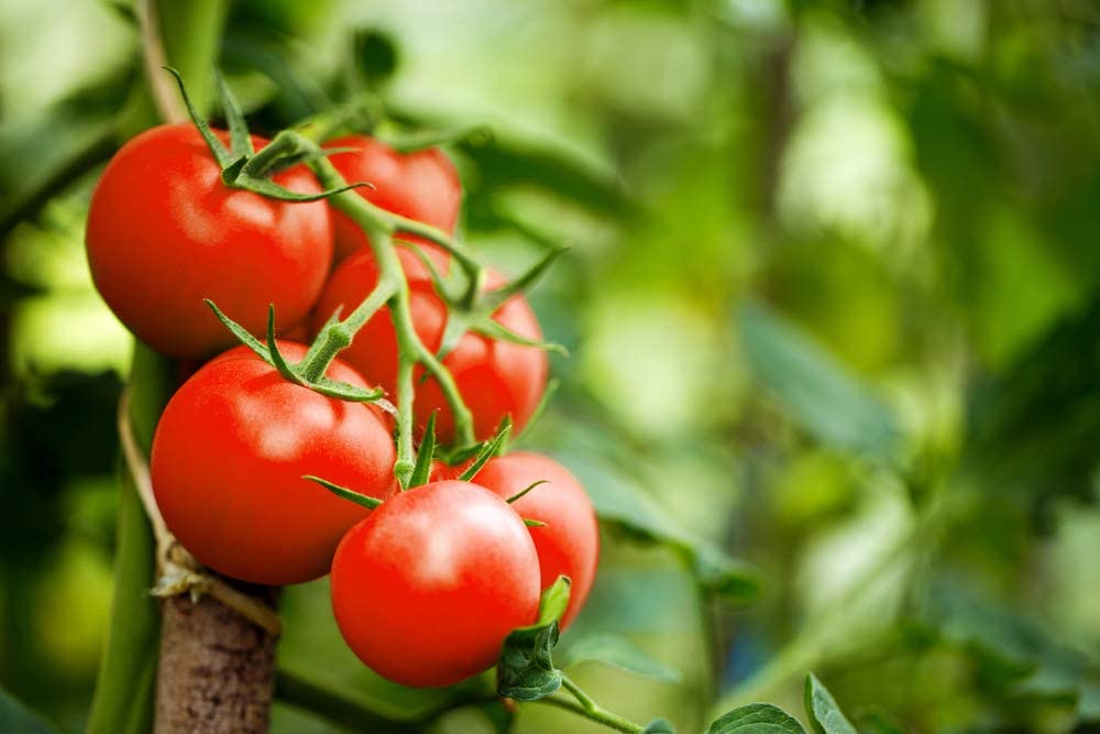 Campbell 33 Tomato, 100 Heirloom Seeds Per Packet, Non GMO Seeds