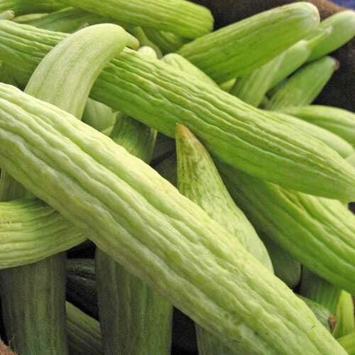 Armenian Pale Green Slicing Cucumber