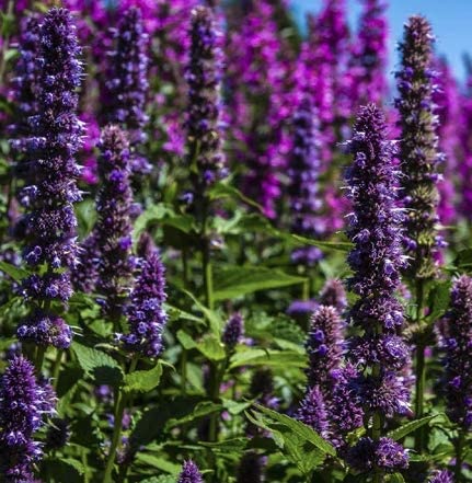 Purple Giant Hyssop