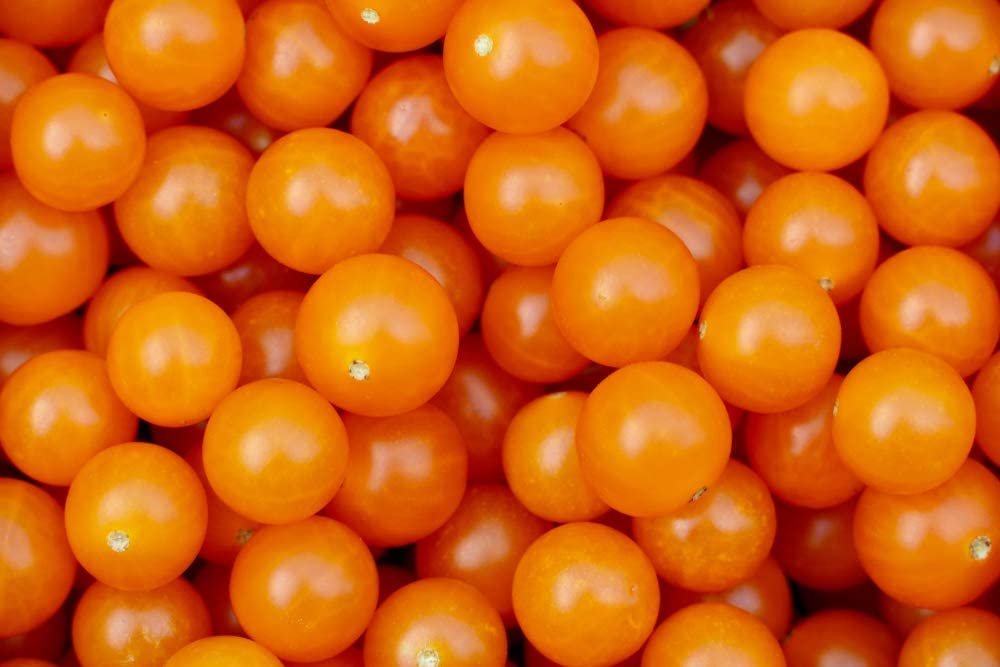 Gold Nugget Cherry Tomato, 25 Heirloom Seeds Per Packet, Non GMO Seeds