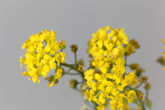 Basket of Gold Yellow Alyssum, 500 Seeds Per Packet